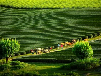 Gợi Ý Lịch Trình Mộc Châu 2 Ngày 1 Đêm Đầy Thú Vị