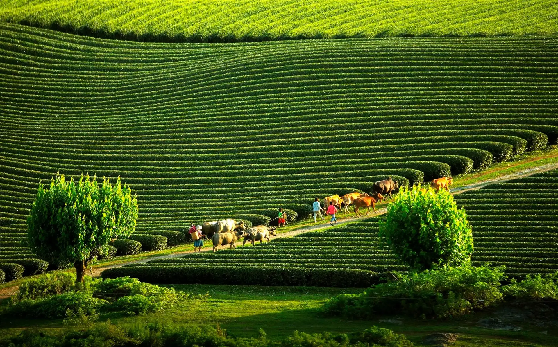 Gợi Ý Lịch Trình Mộc Châu 2 Ngày 1 Đêm Đầy Thú Vị